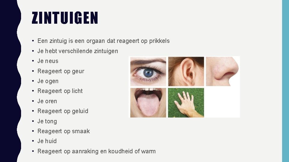 ZINTUIGEN • Een zintuig is een orgaan dat reageert op prikkels • Je hebt