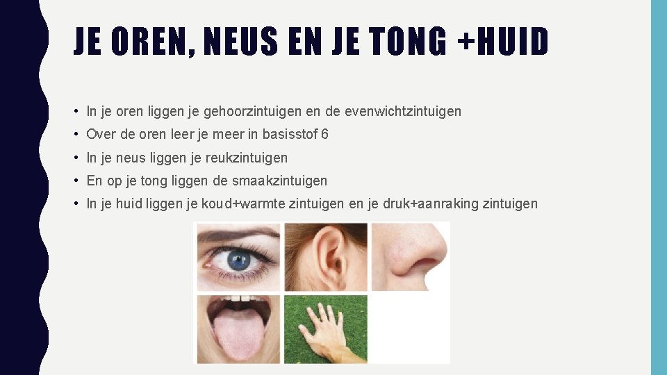 JE OREN, NEUS EN JE TONG +HUID • In je oren liggen je gehoorzintuigen