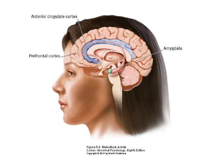 Figure 5 -4 Biofeedback at work Comer: Abnormal Psychology, Eighth Edition Copyright © 2013