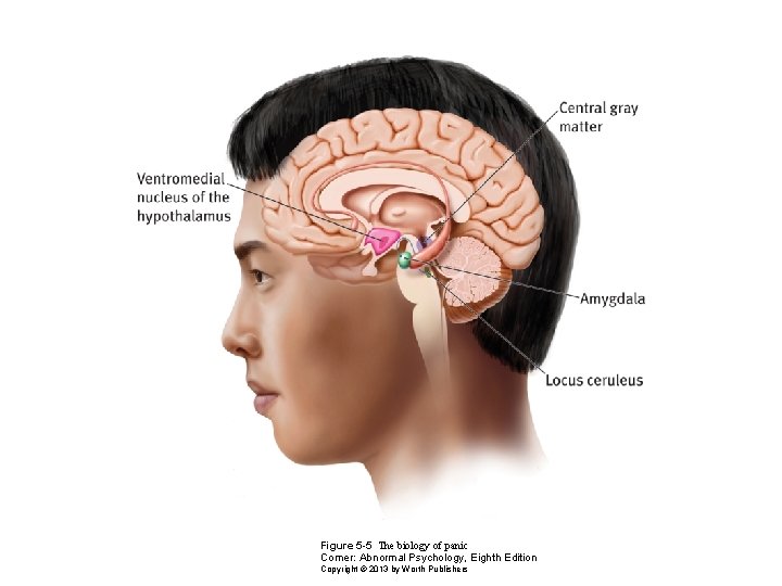 Figure 5 -5 The biology of panic Comer: Abnormal Psychology, Eighth Edition Copyright ©