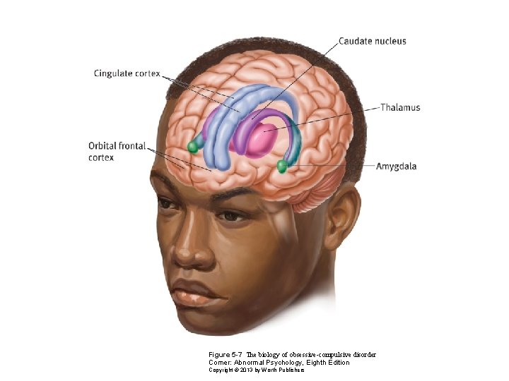 Figure 5 -7 The biology of obsessive-compulsive disorder Comer: Abnormal Psychology, Eighth Edition Copyright