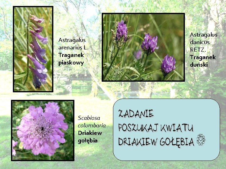 Astragalus arenarius L. Traganek piaskowy Scabiosa columbaria Driakiew gołębia Astragalus danicus RETZ. Traganek duński