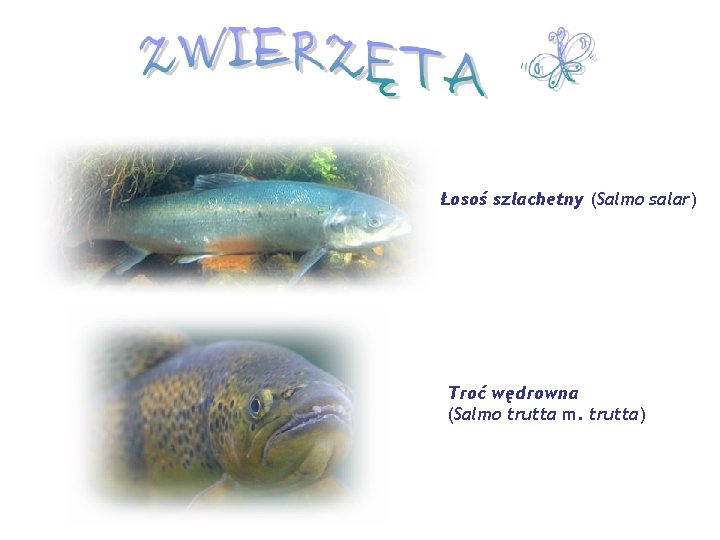 Łosoś szlachetny (Salmo salar) Troć wędrowna (Salmo trutta m. trutta) 