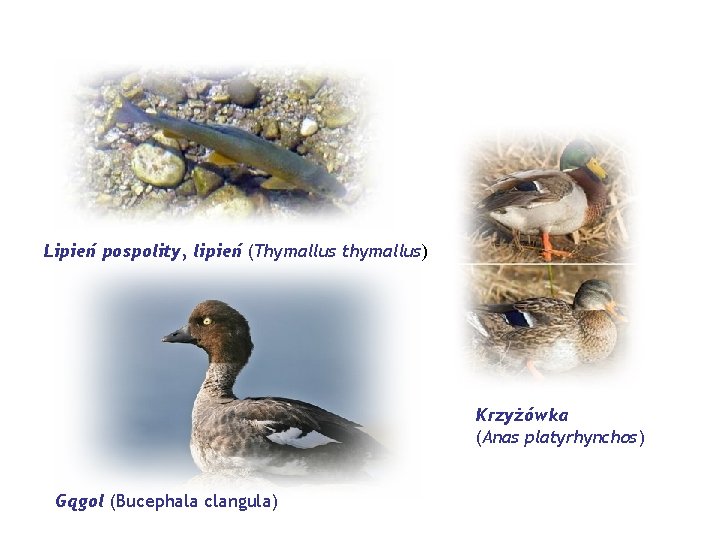 Lipień pospolity, lipień (Thymallus thymallus) Krzyżówka (Anas platyrhynchos) Gągol (Bucephala clangula) 