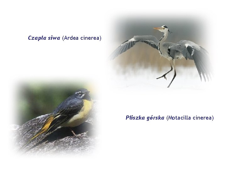 Czapla siwa (Ardea cinerea) Pliszka górska (Motacilla cinerea) 