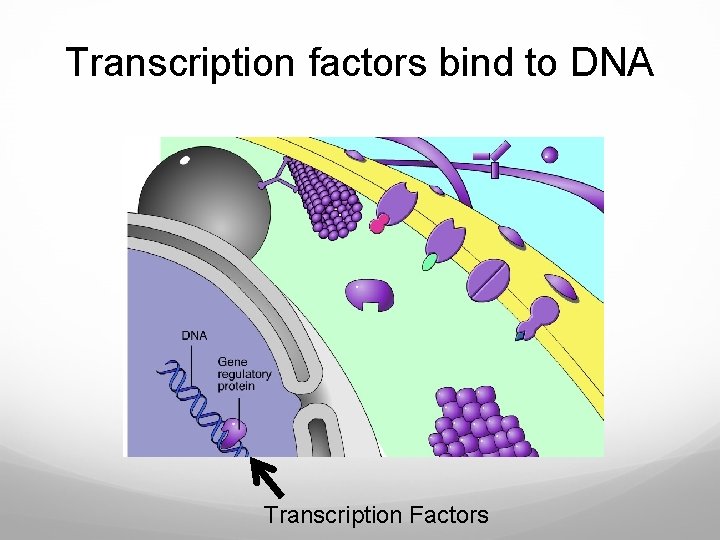 Transcription factors bind to DNA Transcription Factors 