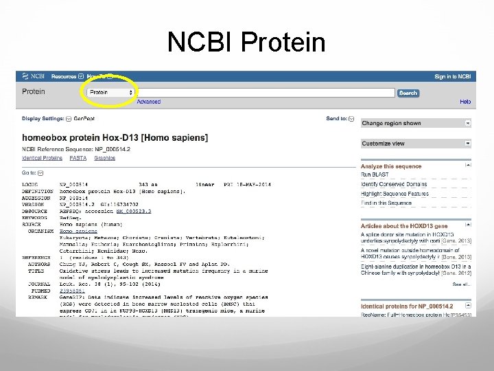 NCBI Protein 