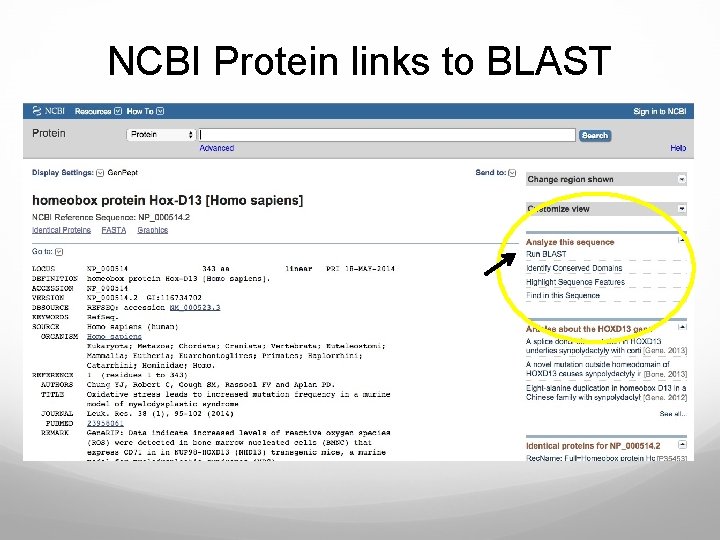 NCBI Protein links to BLAST 
