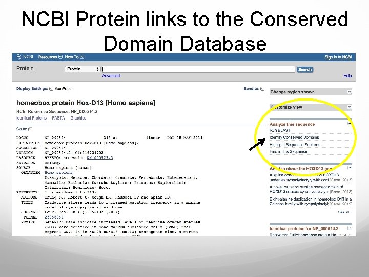 NCBI Protein links to the Conserved Domain Database 