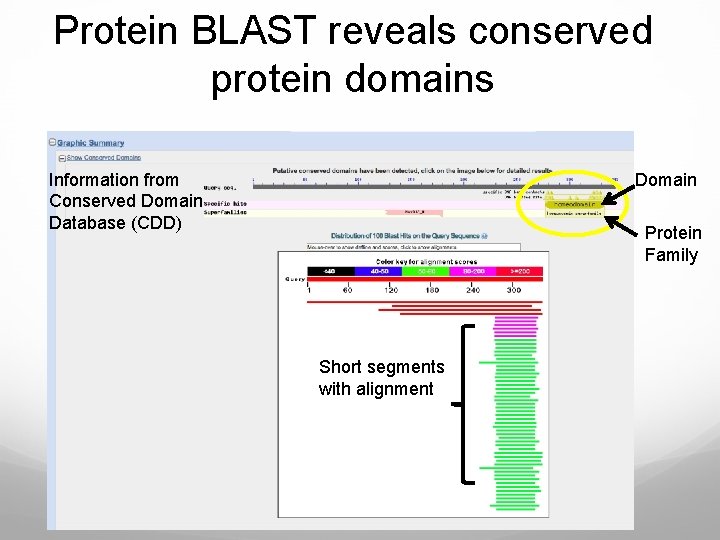 Protein BLAST reveals conserved protein domains Information from Conserved Domain Database (CDD) Domain Protein