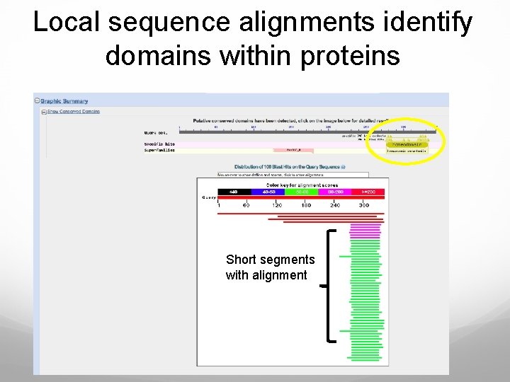 Local sequence alignments identify domains within proteins Short segments with alignment 