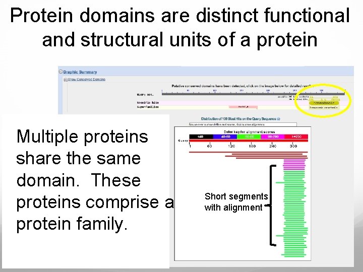 Protein domains are distinct functional and structural units of a protein Multiple proteins share