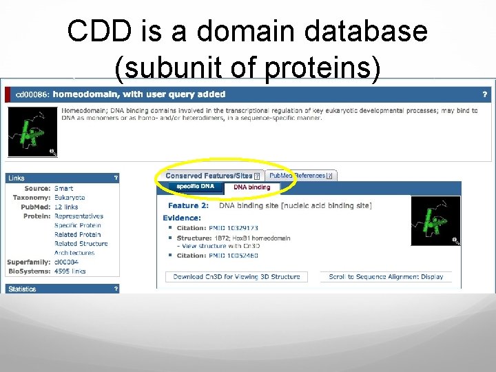 CDD is a domain database (subunit of proteins) 