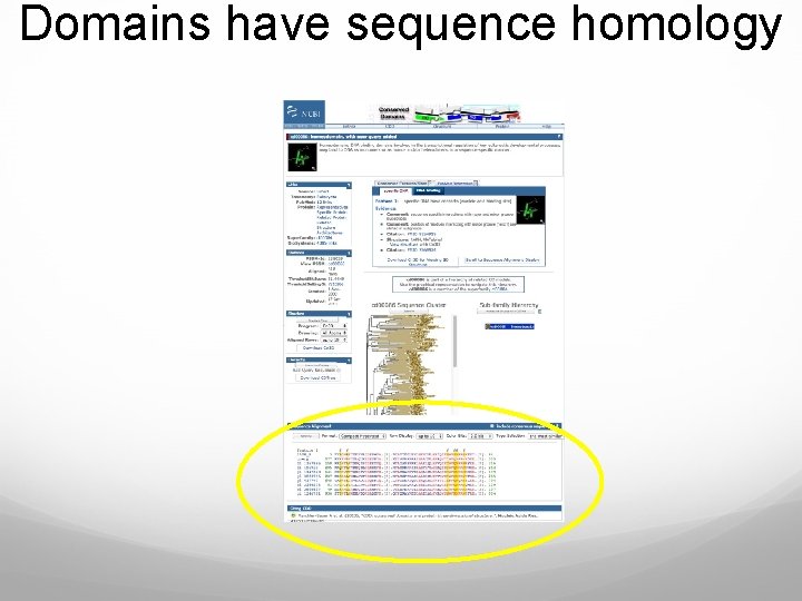 Domains have sequence homology 