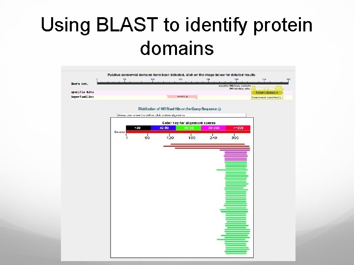 Using BLAST to identify protein domains 