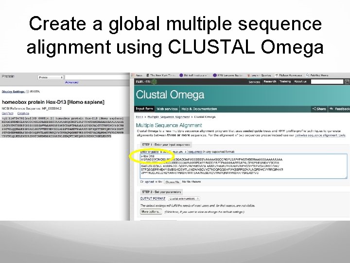 Create a global multiple sequence alignment using CLUSTAL Omega 