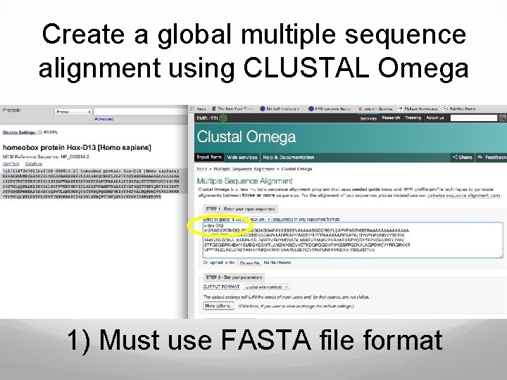Create a global multiple sequence alignment using CLUSTAL Omega 1) Must use FASTA file