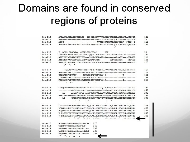 Domains are found in conserved regions of proteins 