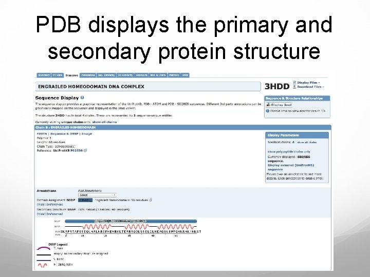 PDB displays the primary and secondary protein structure 