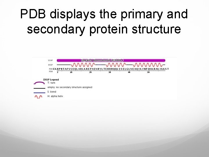 PDB displays the primary and secondary protein structure 