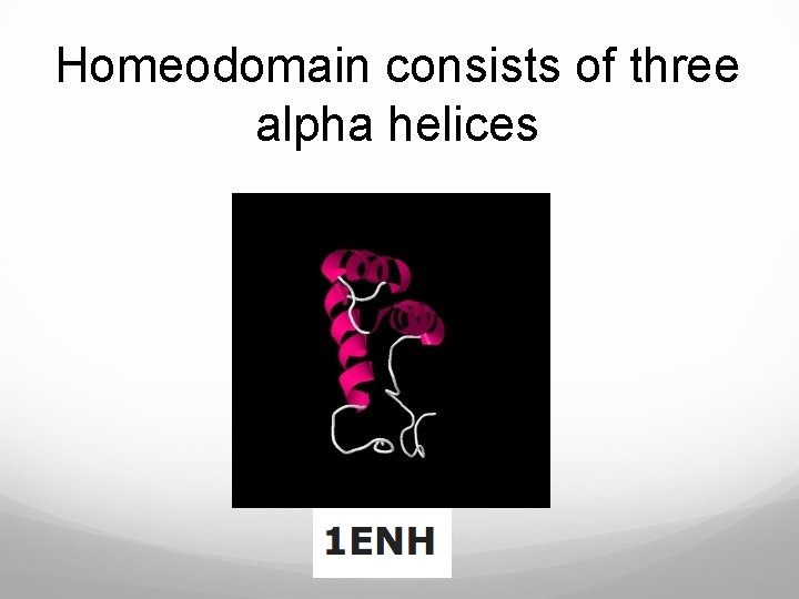 Homeodomain consists of three alpha helices 