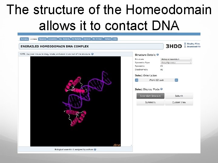 The structure of the Homeodomain allows it to contact DNA 