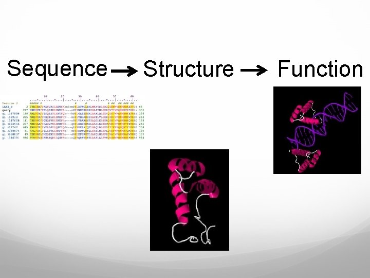 Sequence Structure Function 