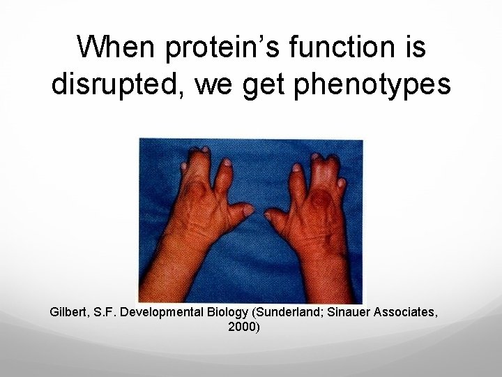 When protein’s function is disrupted, we get phenotypes Gilbert, S. F. Developmental Biology (Sunderland;