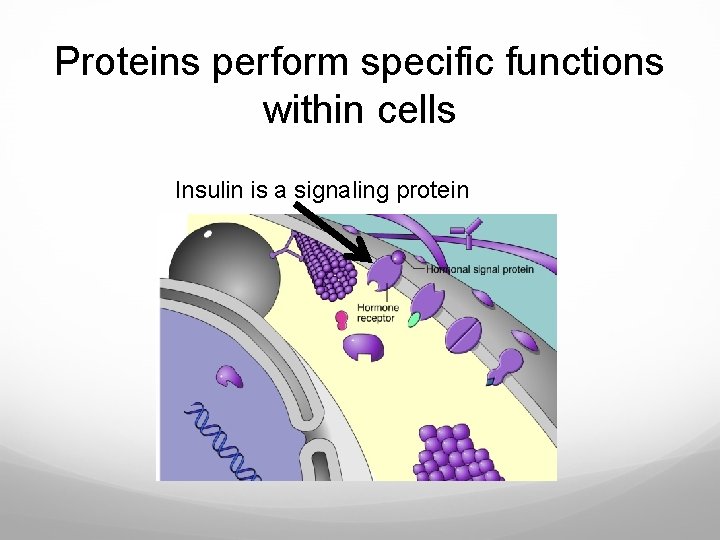 Proteins perform specific functions within cells Insulin is a signaling protein 