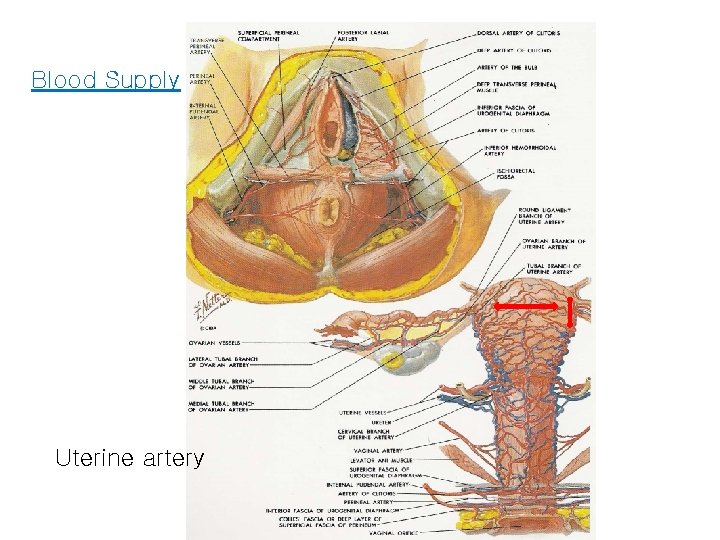 Blood Supply Uterine artery 