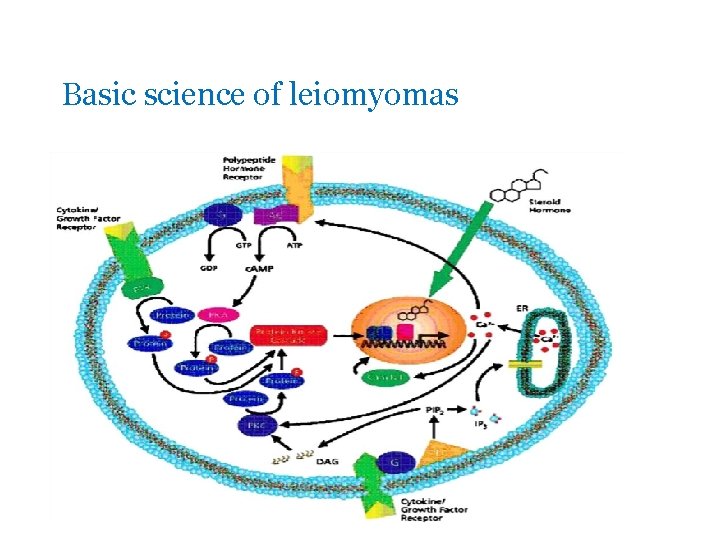 Basic science of leiomyomas 