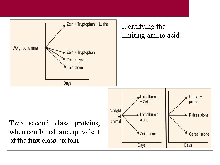 Identifying the limiting amino acid Two second class proteins, when combined, are equivalent of