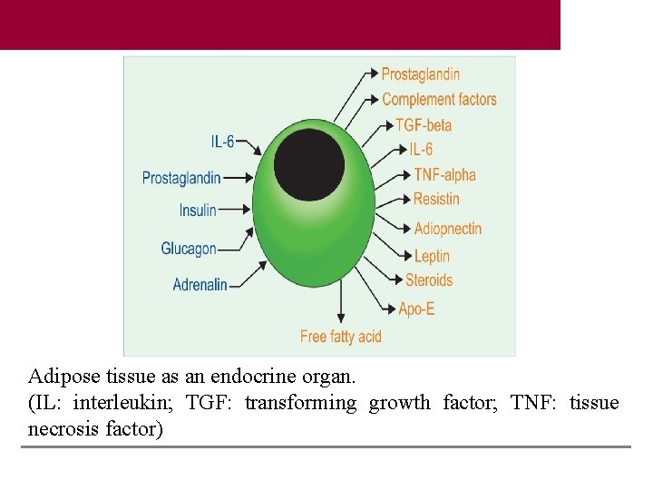 Adipose tissue as an endocrine organ. (IL: interleukin; TGF: transforming growth factor; TNF: tissue