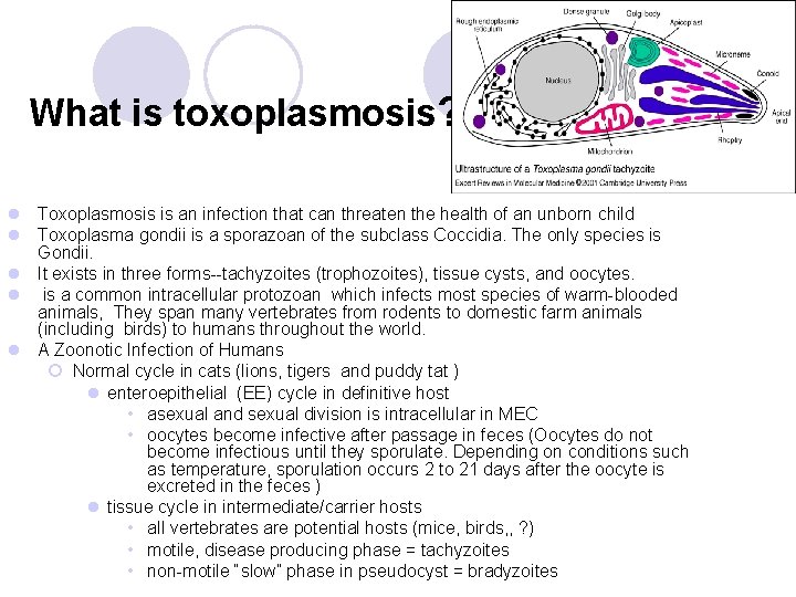 What is toxoplasmosis? l Toxoplasmosis is an infection that can threaten the health of