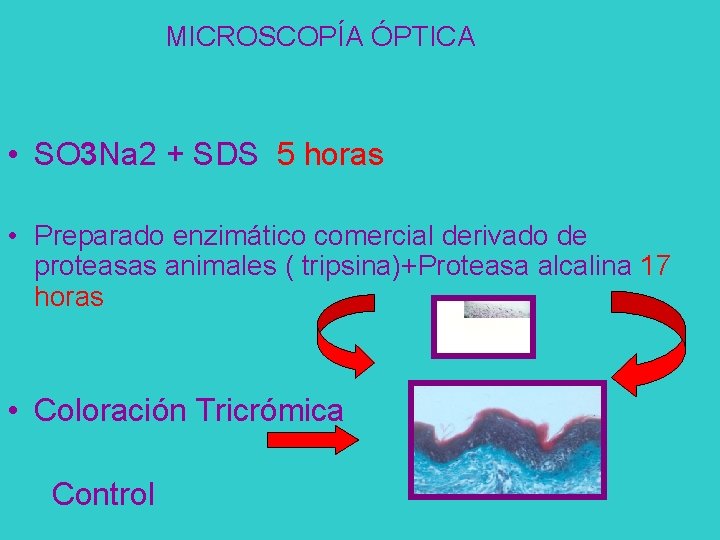 Microscopía Óptica MICROSCOPÍA ÓPTICA 22 horas • SO 3 Na 2 + SDS 5