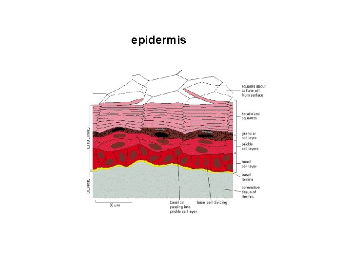 epidermis 