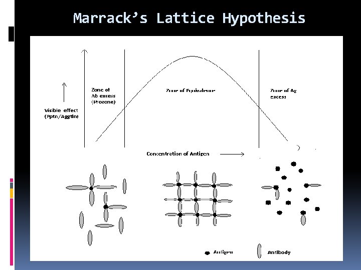 Marrack’s Lattice Hypothesis 