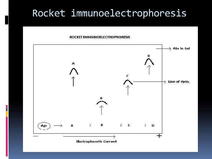 Rocket immunoelectrophoresis 
