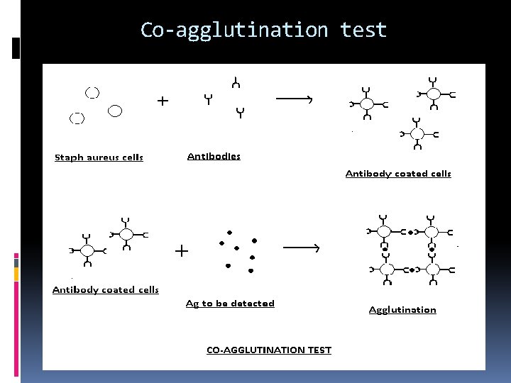 Co-agglutination test 