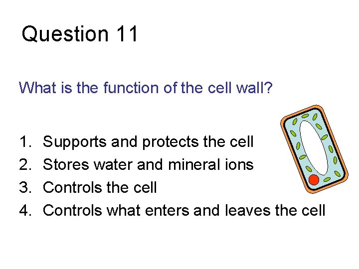 Question 11 What is the function of the cell wall? 1. 2. 3. 4.