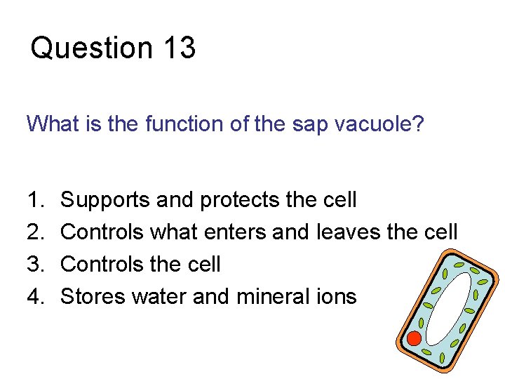 Question 13 What is the function of the sap vacuole? 1. 2. 3. 4.