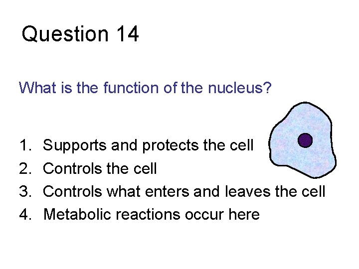 Question 14 What is the function of the nucleus? 1. 2. 3. 4. Supports