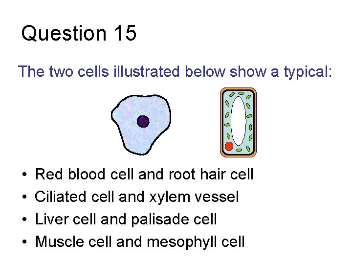 Question 15 The two cells illustrated below show a typical: • • Red blood