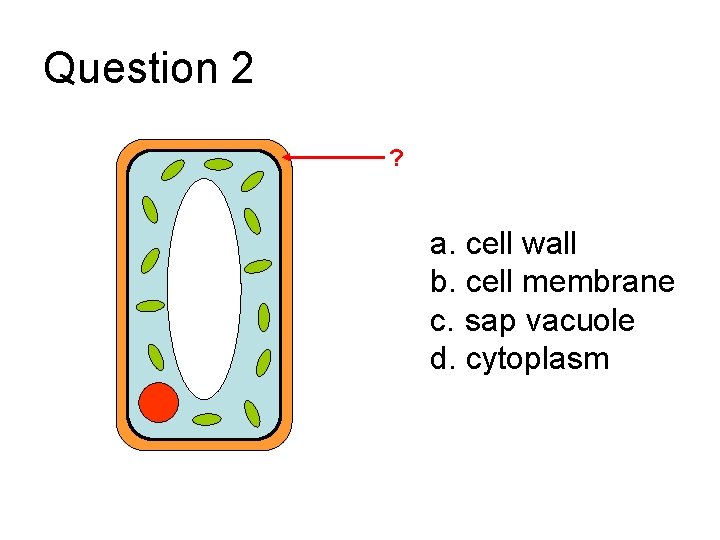 Question 2 ? a. cell wall b. cell membrane c. sap vacuole d. cytoplasm