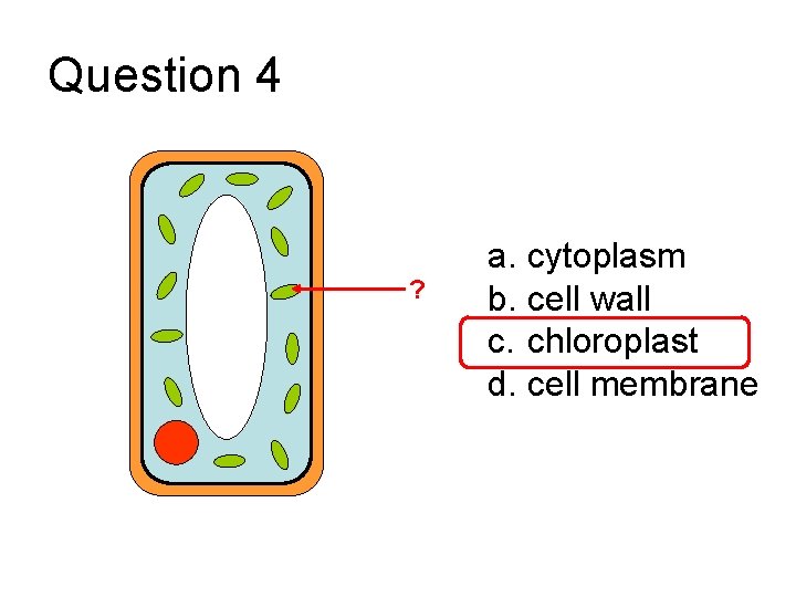 Question 4 ? a. cytoplasm b. cell wall c. chloroplast d. cell membrane 