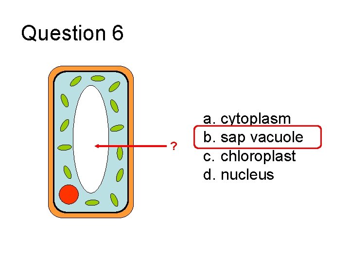 Question 6 ? a. cytoplasm b. sap vacuole c. chloroplast d. nucleus 