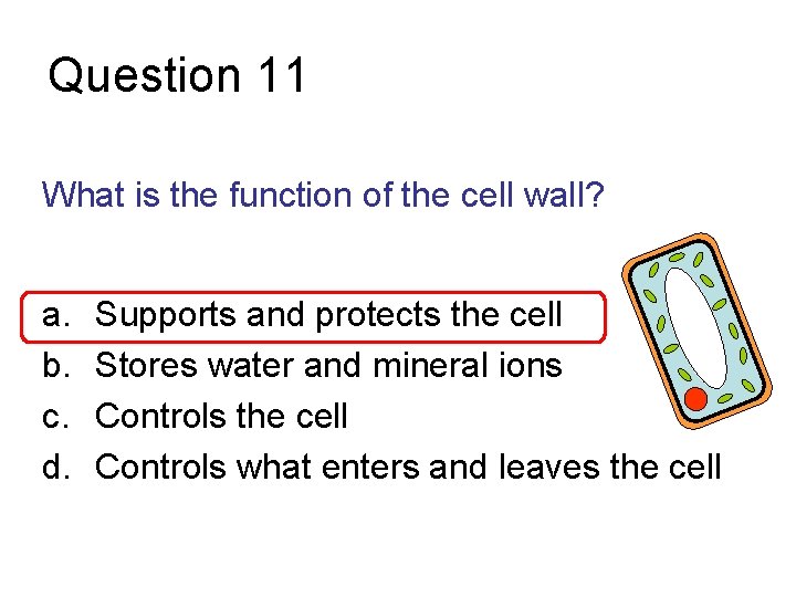 Question 11 What is the function of the cell wall? a. b. c. d.