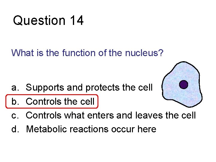 Question 14 What is the function of the nucleus? a. b. c. d. Supports
