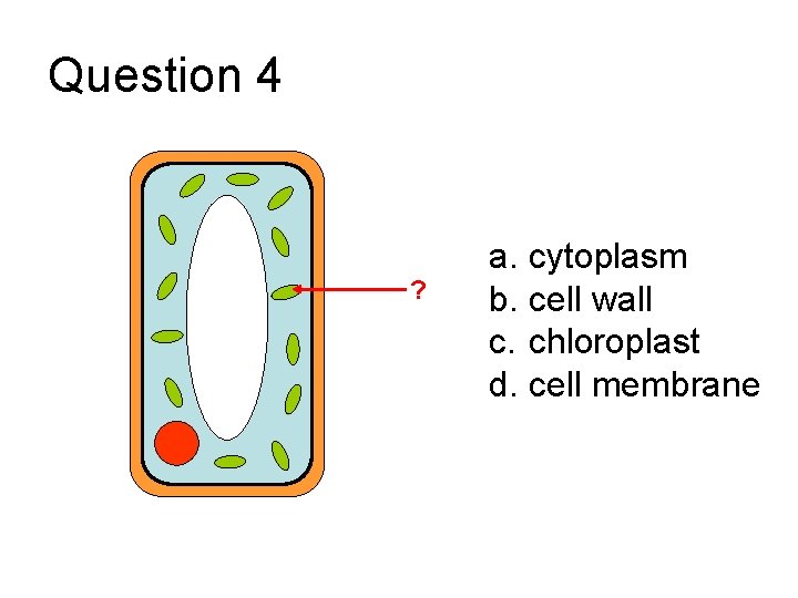 Question 4 ? a. cytoplasm b. cell wall c. chloroplast d. cell membrane 