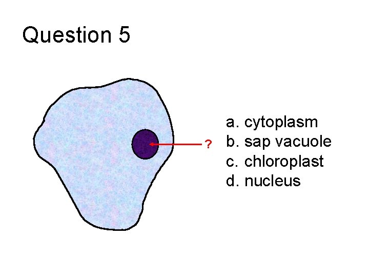 Question 5 ? a. cytoplasm b. sap vacuole c. chloroplast d. nucleus 